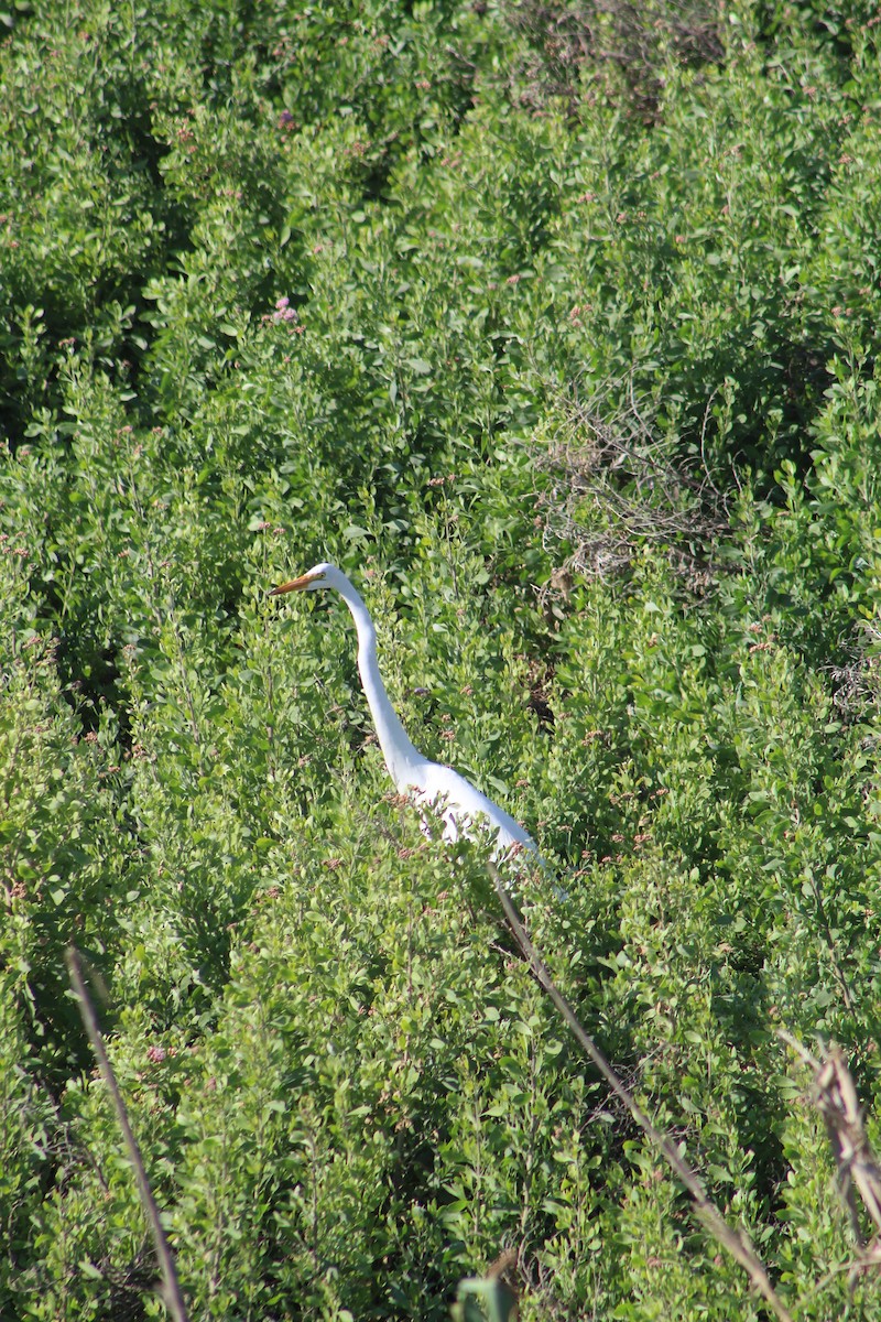 Great Egret - ML405895761