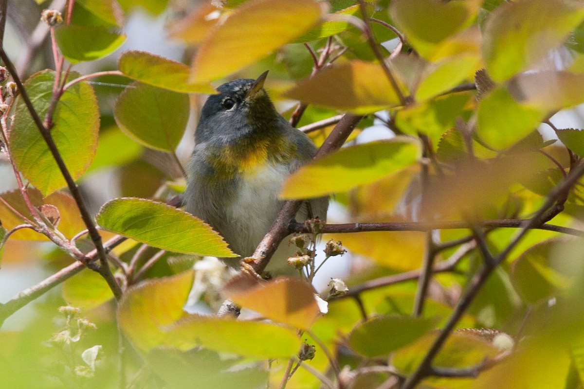 American Redstart x Northern Parula (hybrid) - Chris Wood