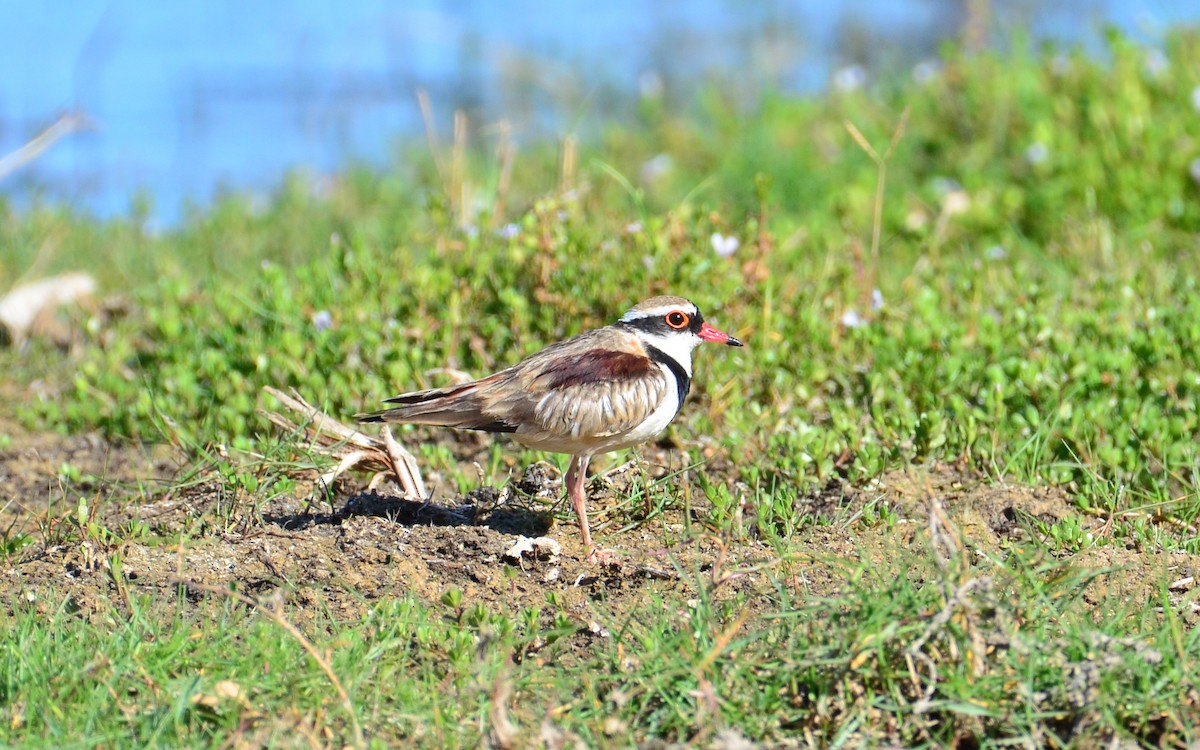 Black-fronted Dotterel - Rachel Olsen