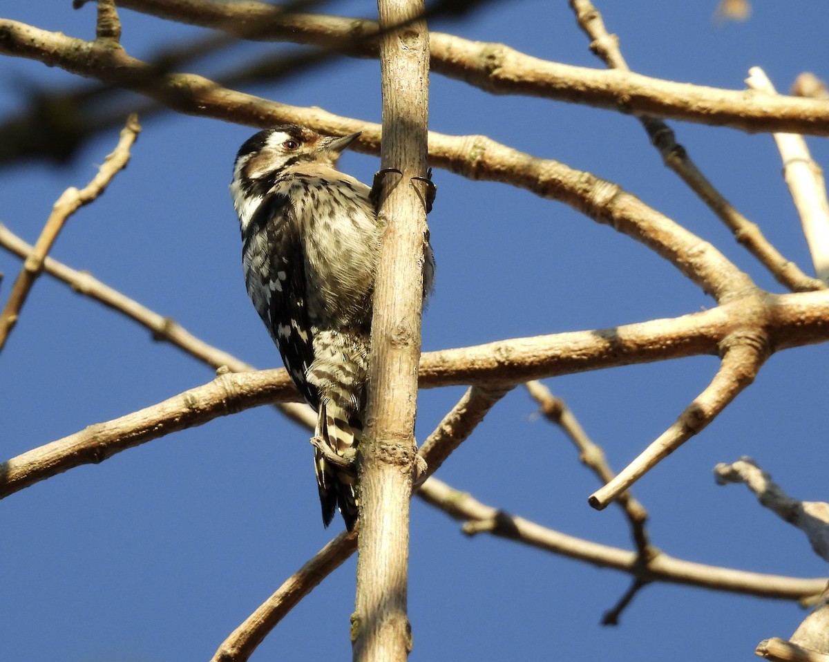 Lesser Spotted Woodpecker - Alfonso Rodrigo