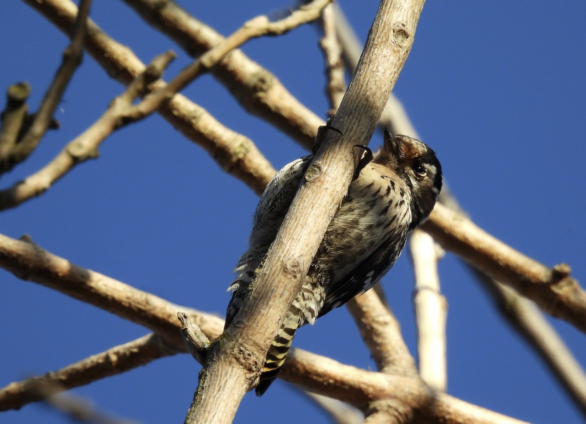 Lesser Spotted Woodpecker - Alfonso Rodrigo