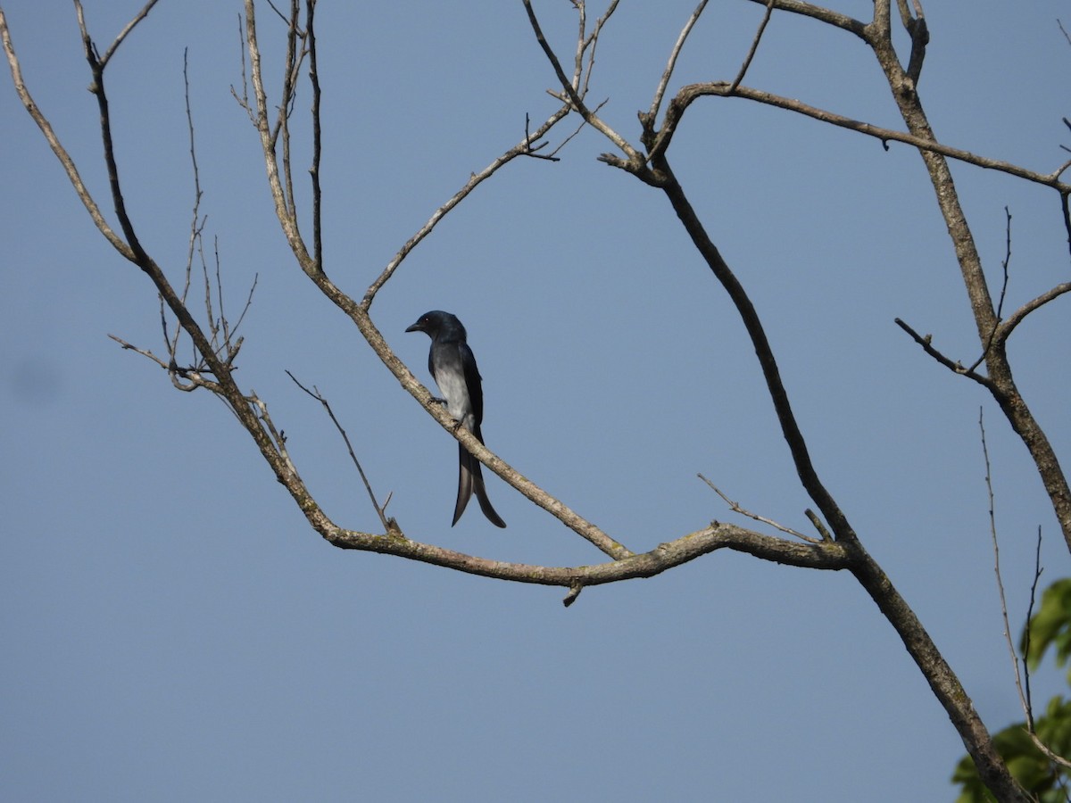 Drongo Ventriblanco - ML405899121