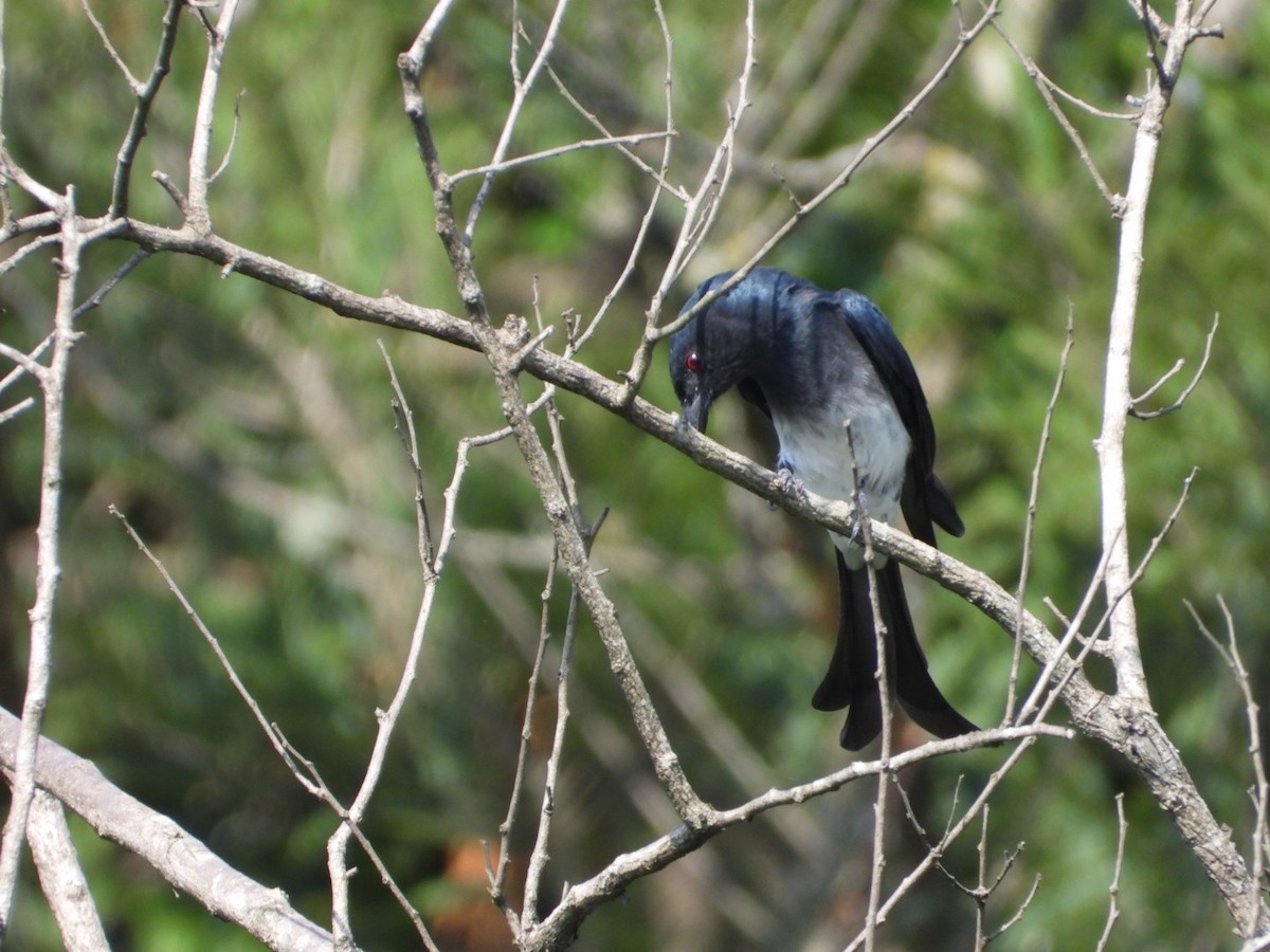 White-bellied Drongo - ML405899131