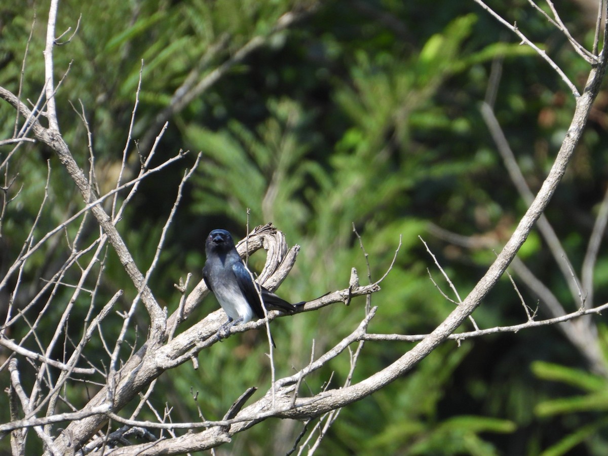 Drongo Ventriblanco - ML405899141