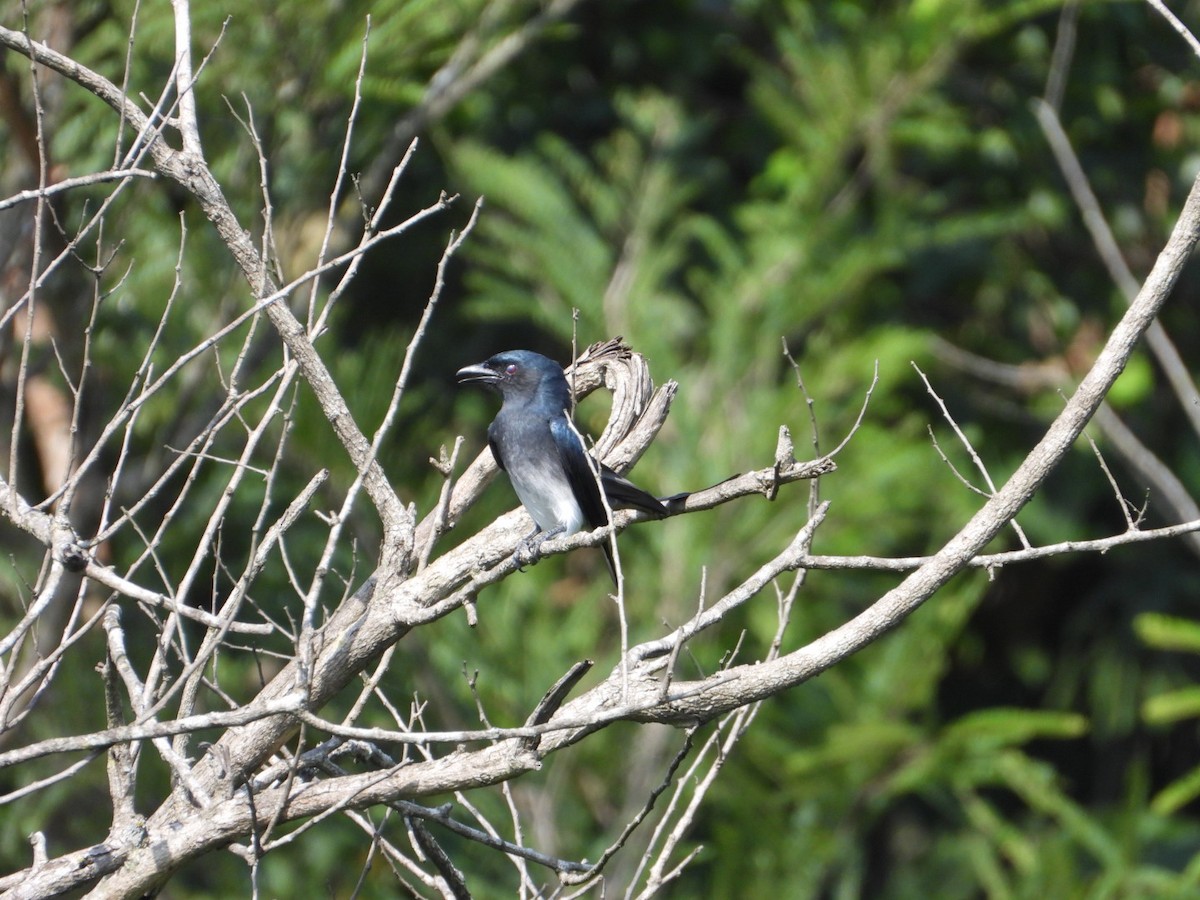 Drongo Ventriblanco - ML405899151