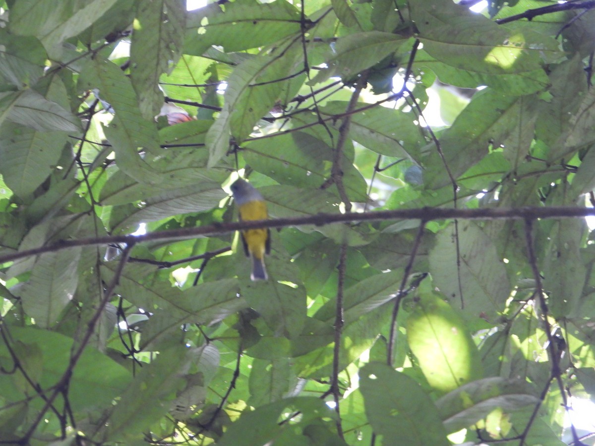 Gray-headed Canary-Flycatcher - ML405899341