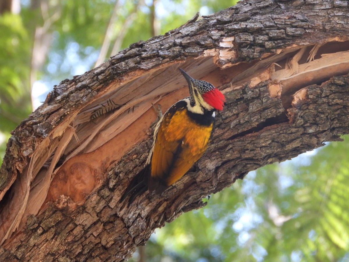 Black-rumped Flameback - ML405899481