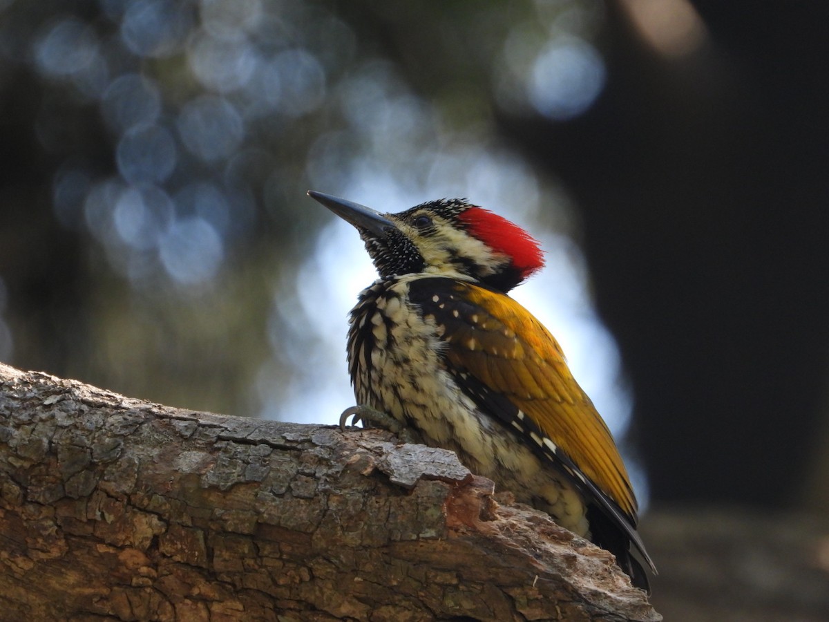 Black-rumped Flameback - ML405899491