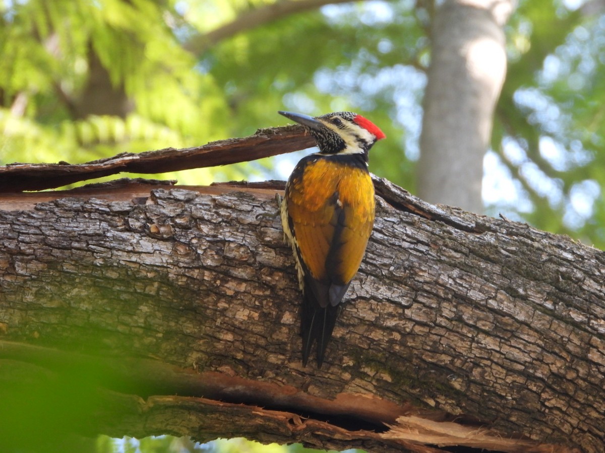 Black-rumped Flameback - ML405899521