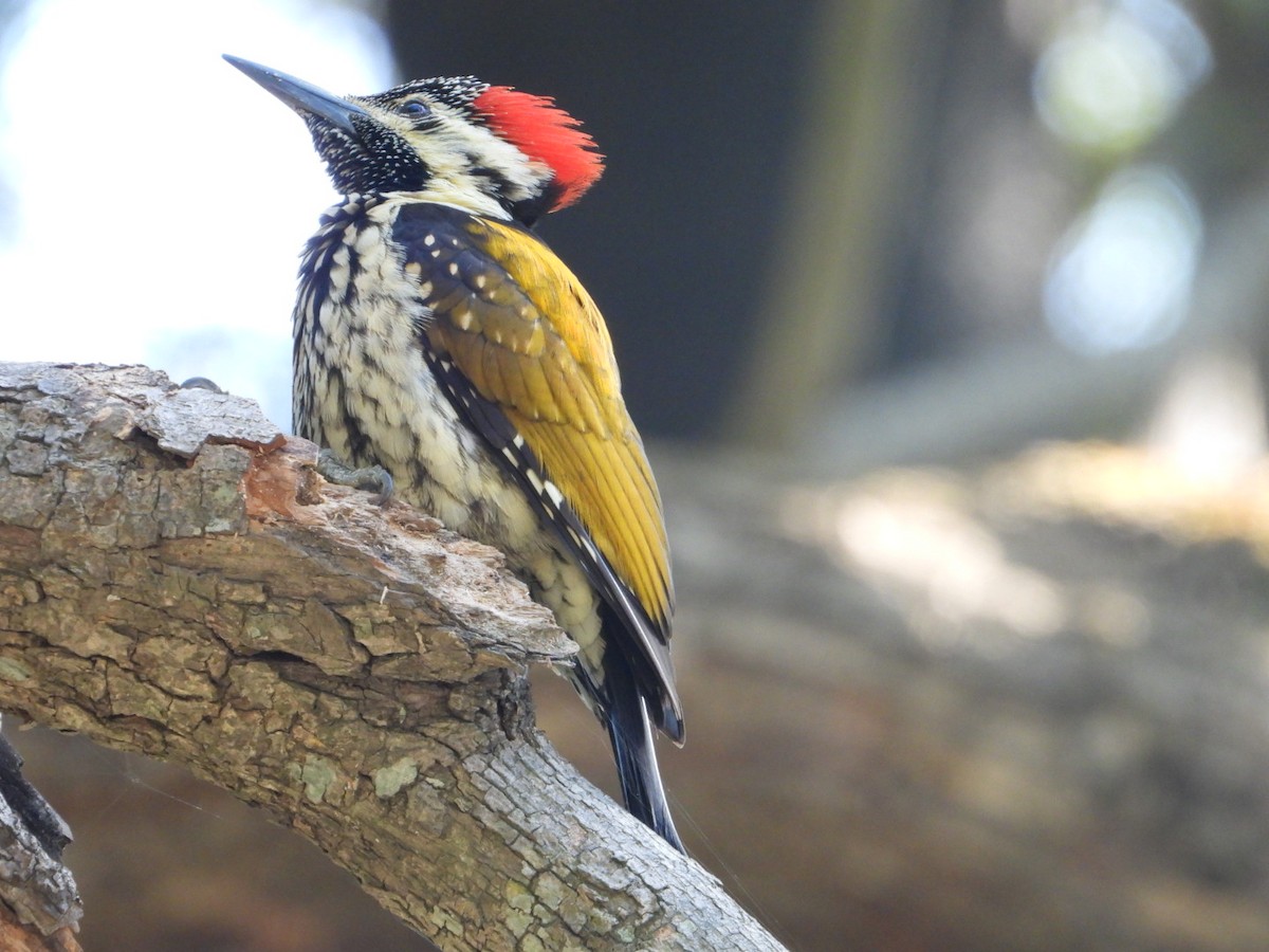 Black-rumped Flameback - ML405899531