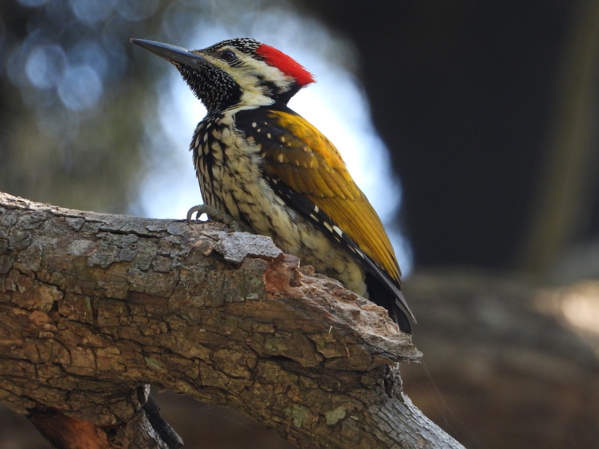 Black-rumped Flameback - ML405899561