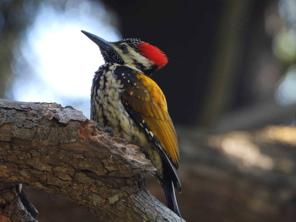 Black-rumped Flameback - ML405899571