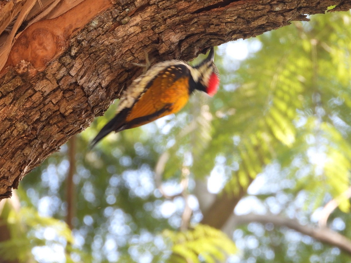 Black-rumped Flameback - ML405899581