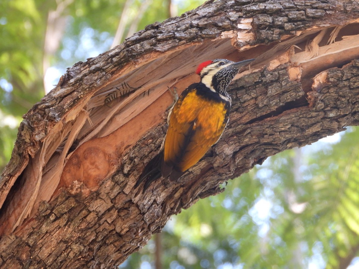 Black-rumped Flameback - ML405899591