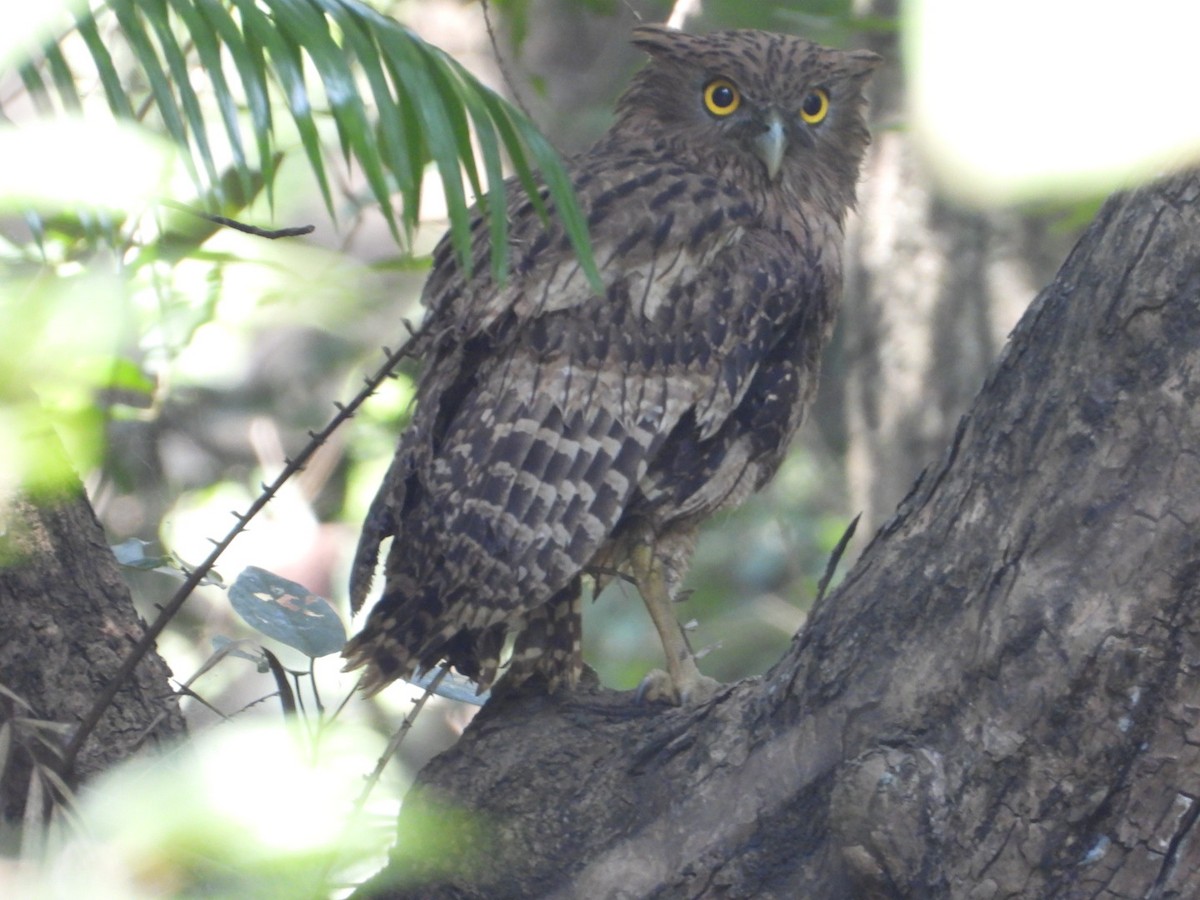 Brown Fish-Owl - ML405899641