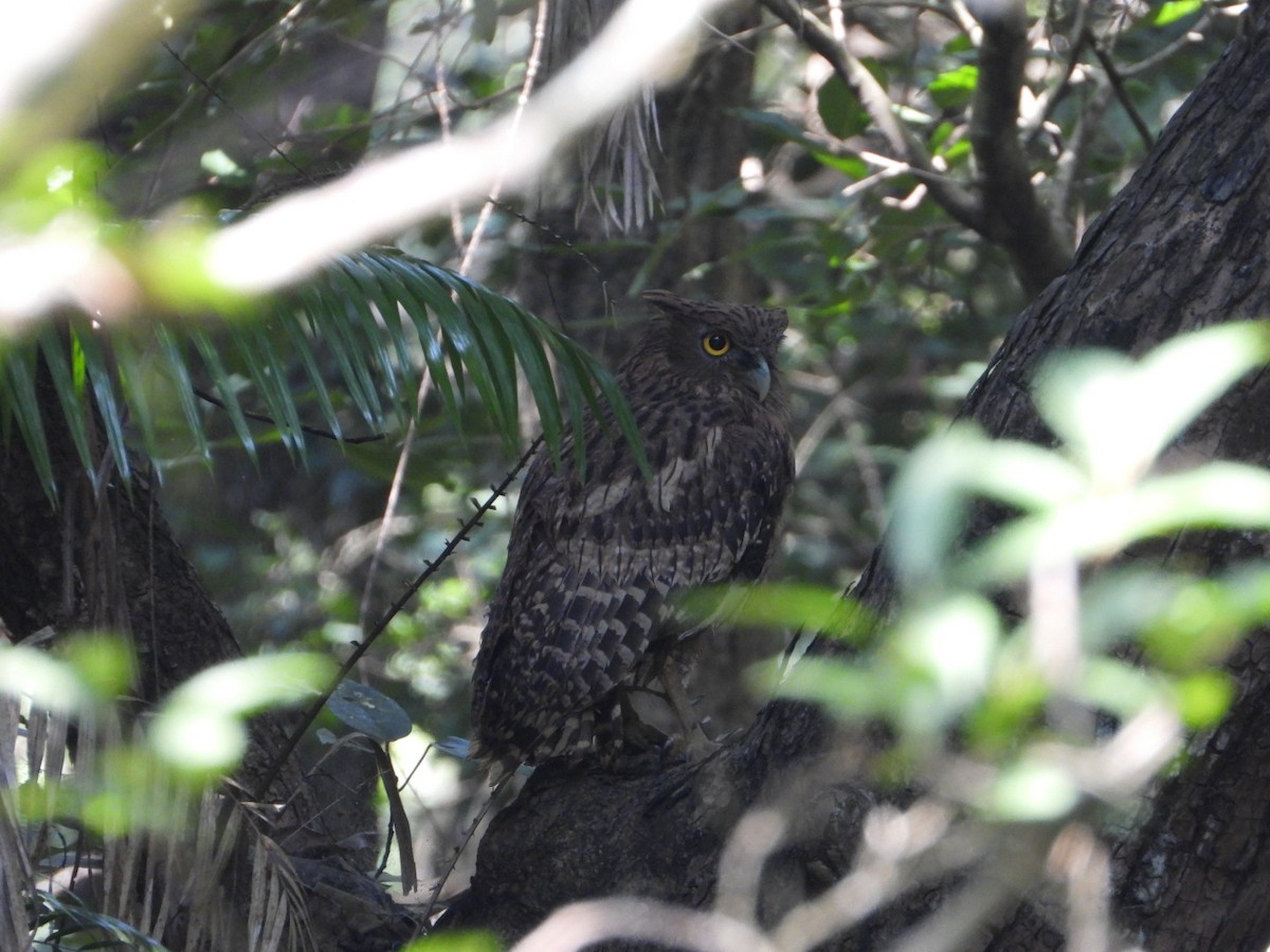 Brown Fish-Owl - ML405899671