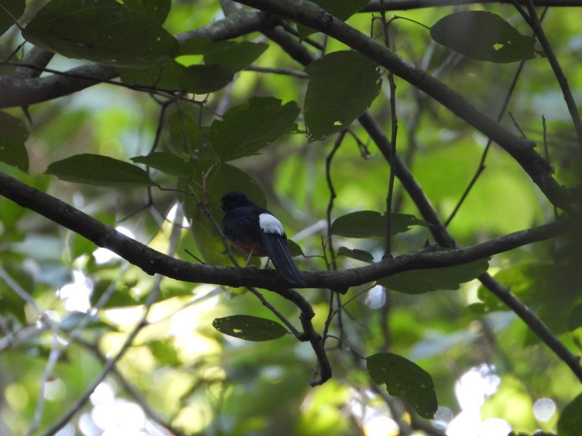 White-rumped Shama - ML405899761