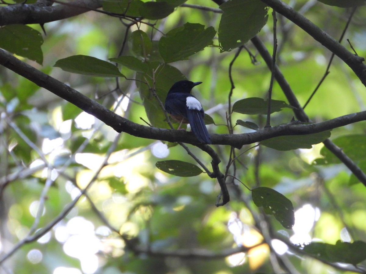 White-rumped Shama - ML405899781