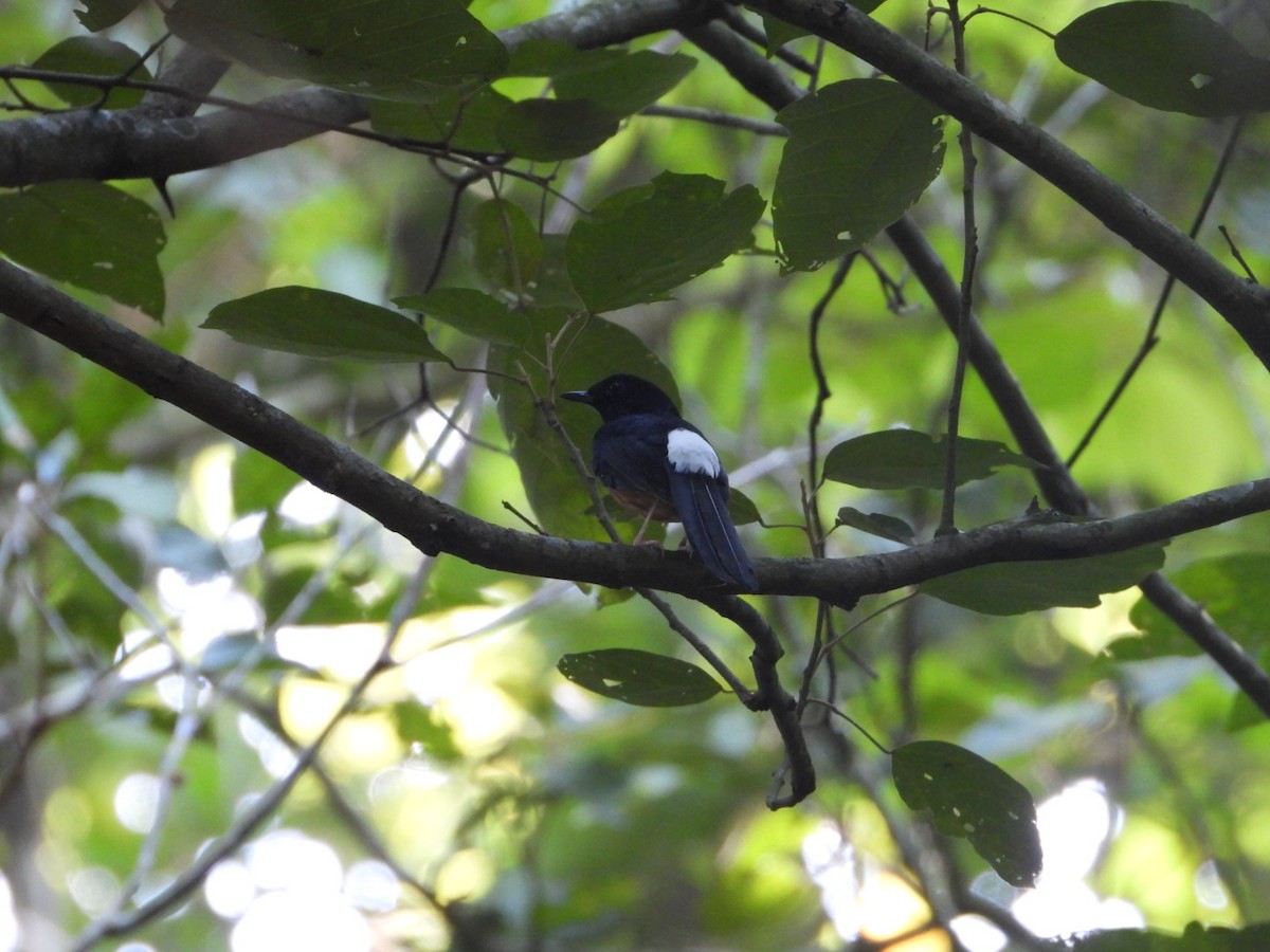 White-rumped Shama - ML405899801