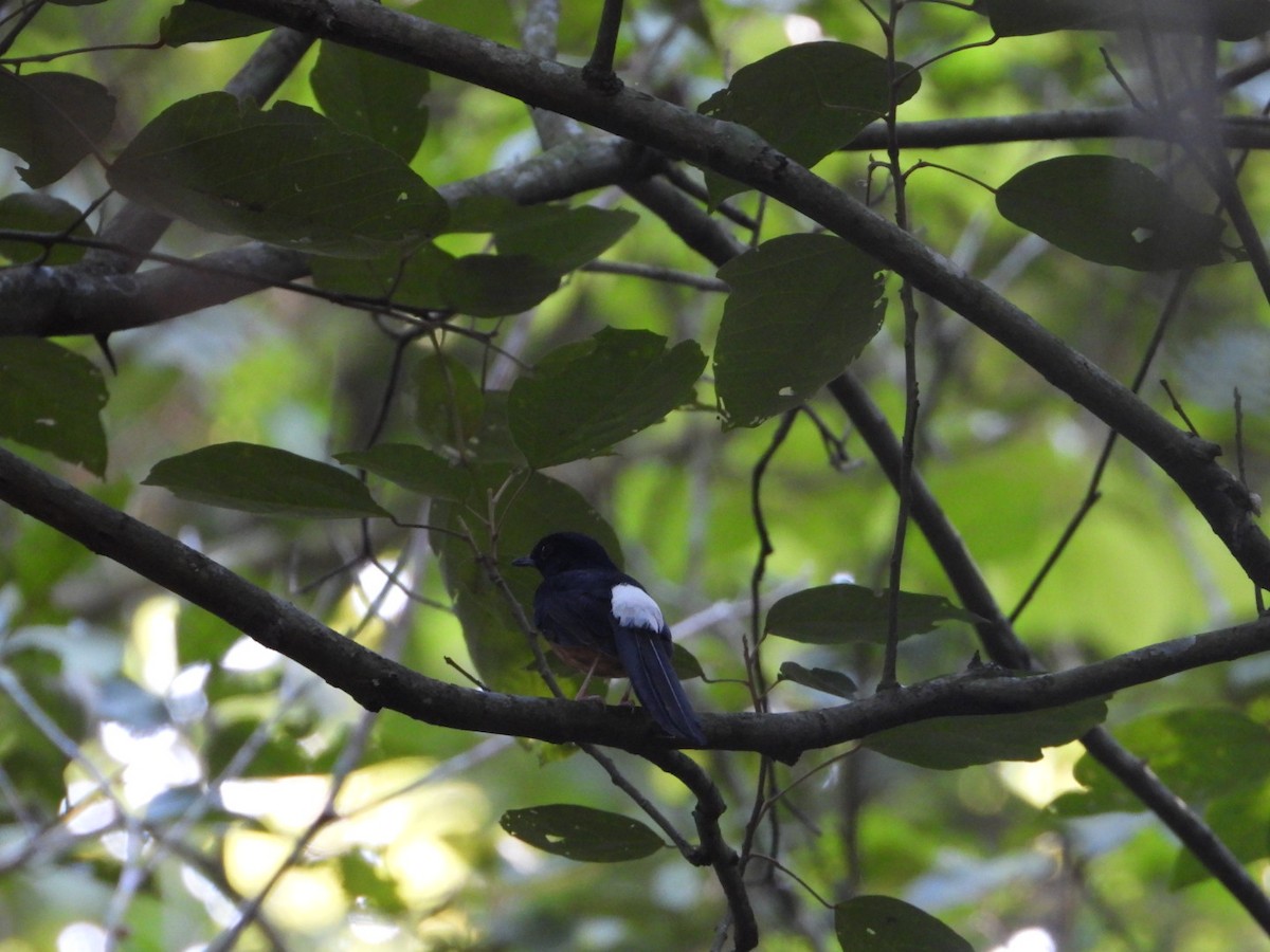 White-rumped Shama - ML405899821