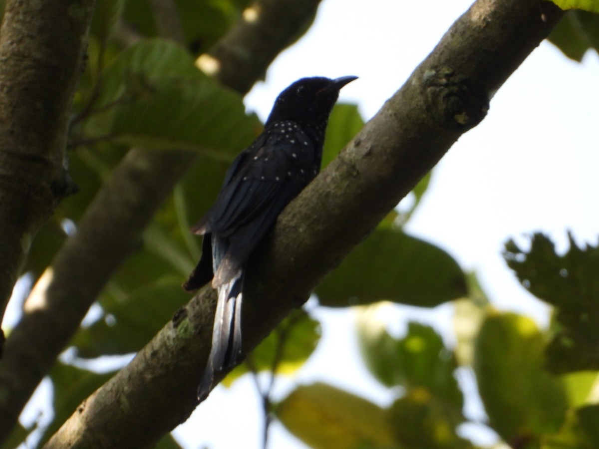 Square-tailed Drongo-Cuckoo - ML405900021