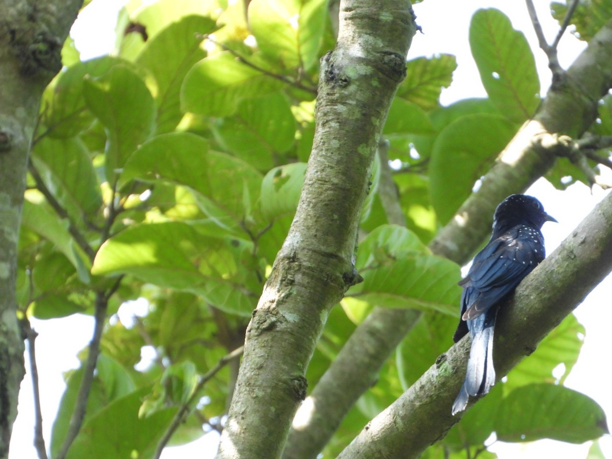 Cuclillo Drongo Colitruncado - ML405900031