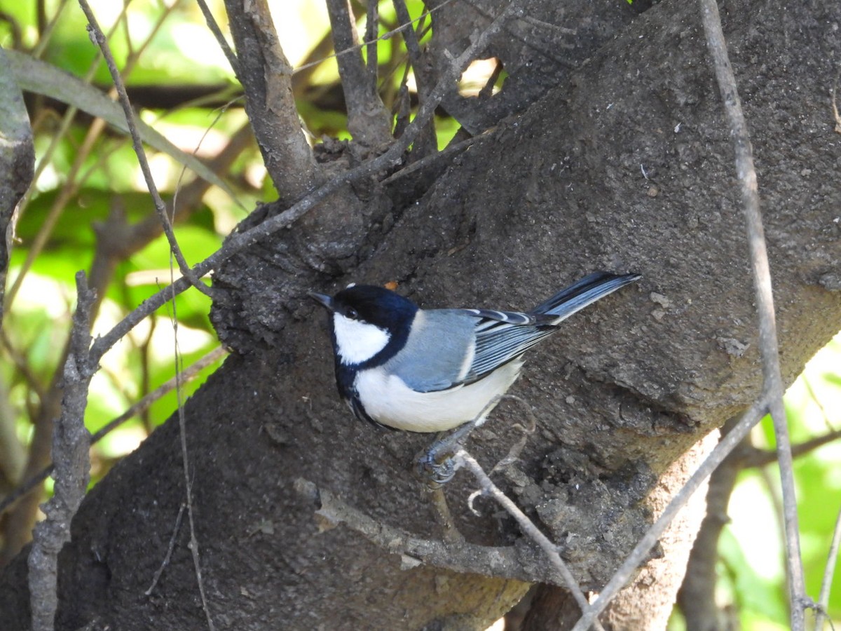 Cinereous Tit - ML405900081