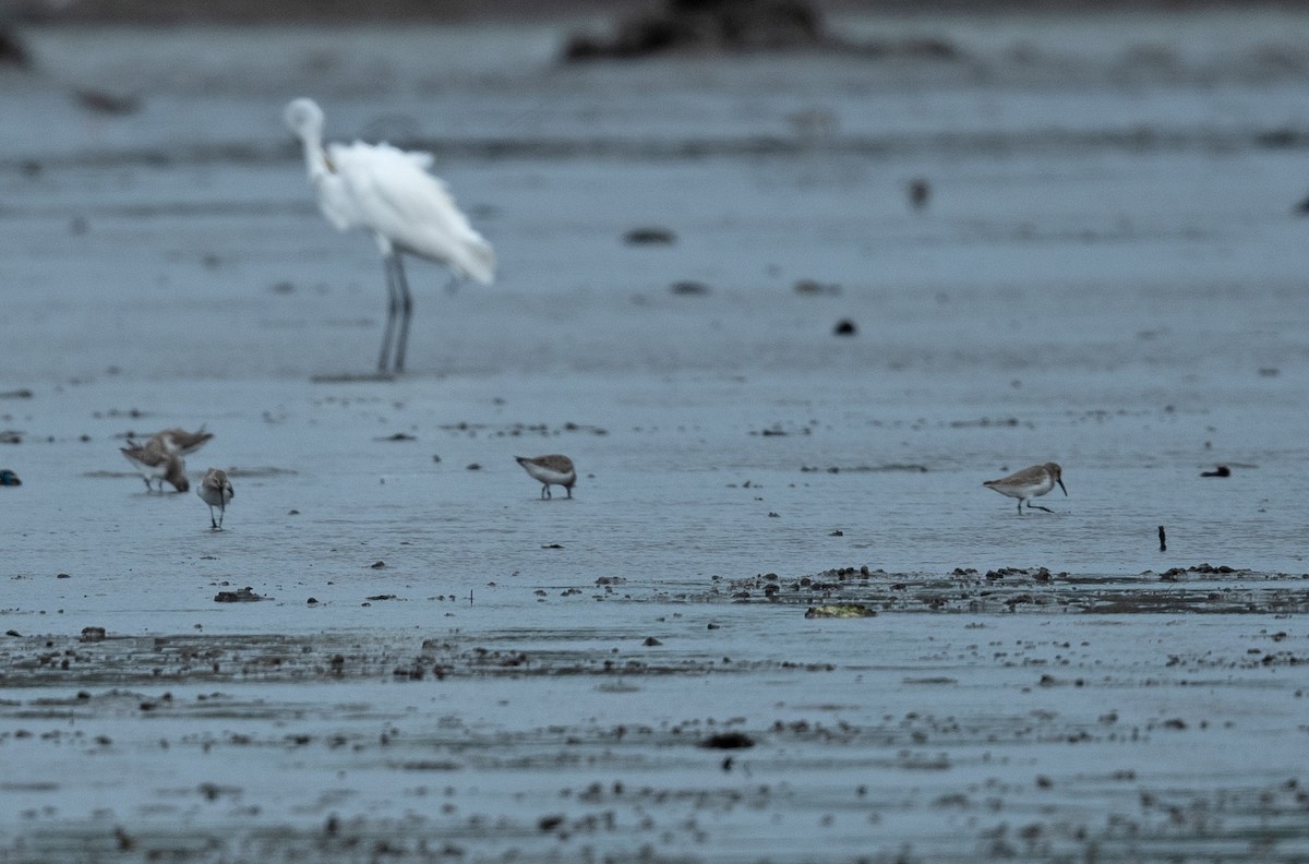 Dunlin - ML405900551