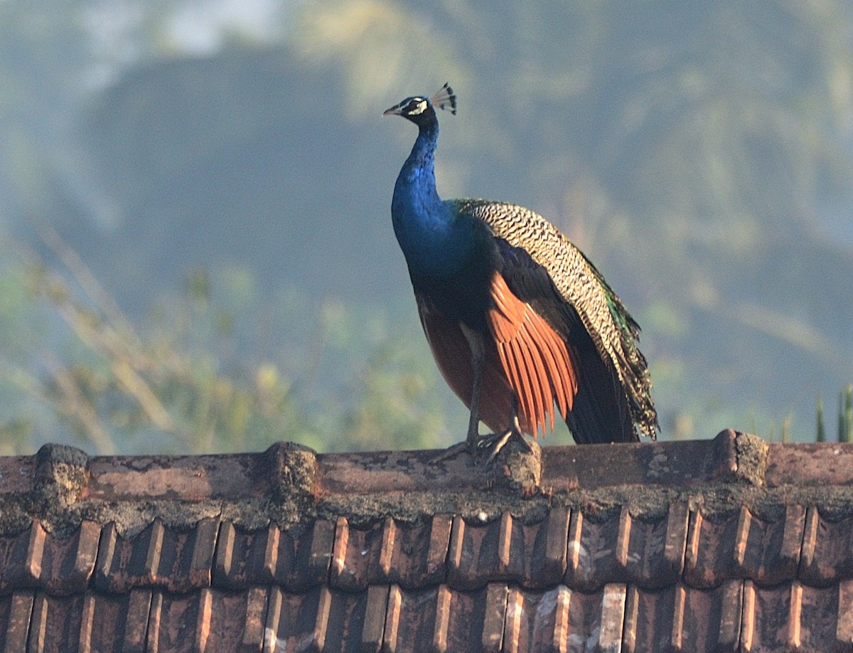 Indian Peafowl - ML405902511