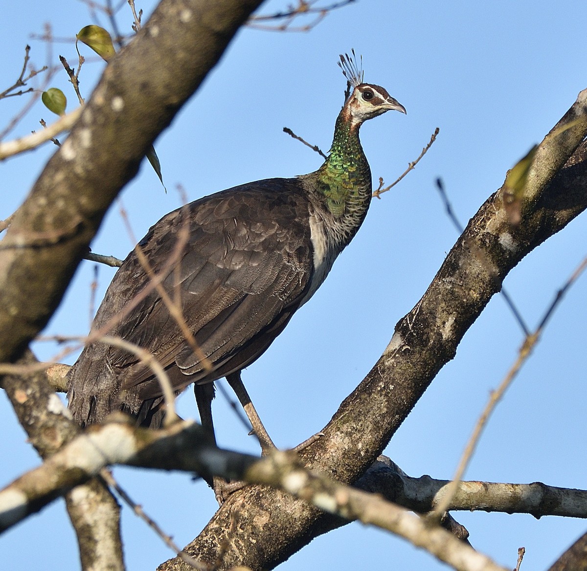 Indian Peafowl - ML405902561