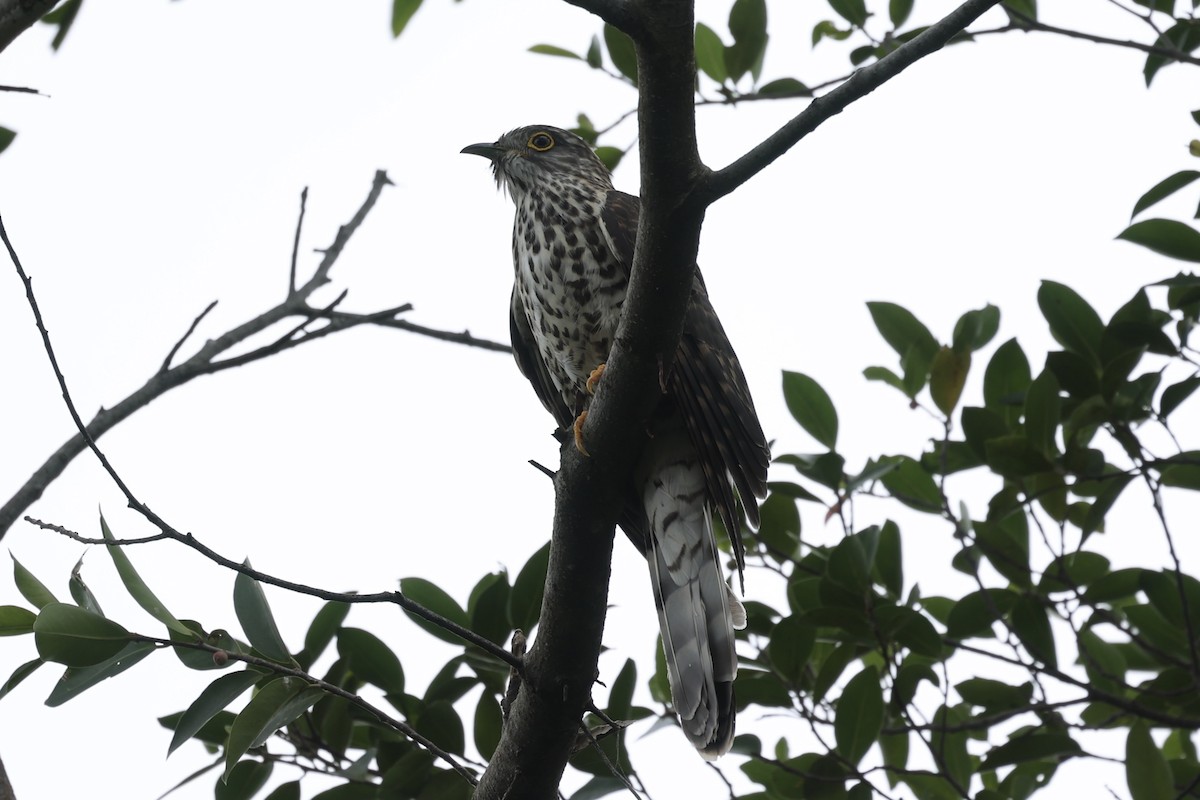 Large Hawk-Cuckoo - Andrew William