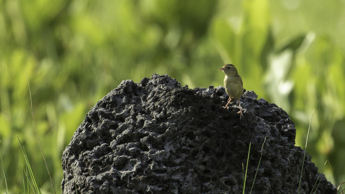 Cloud-scraping Cisticola - ML405903481