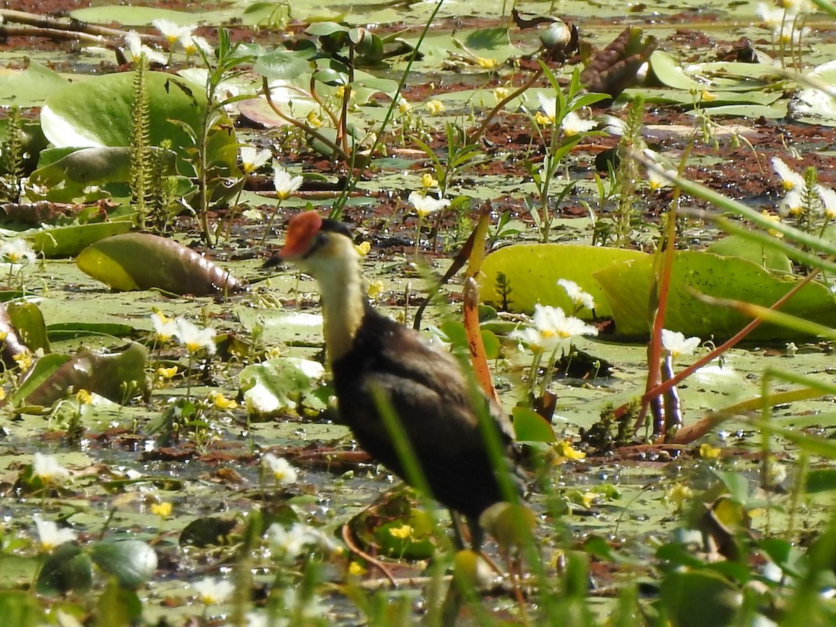 Comb-crested Jacana - ML405904051