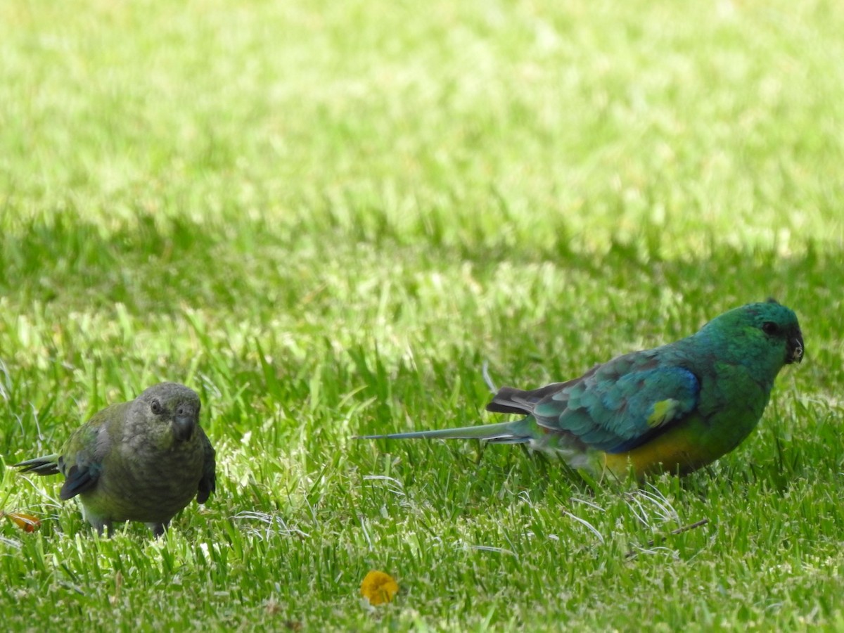 Red-rumped Parrot - ML405905401
