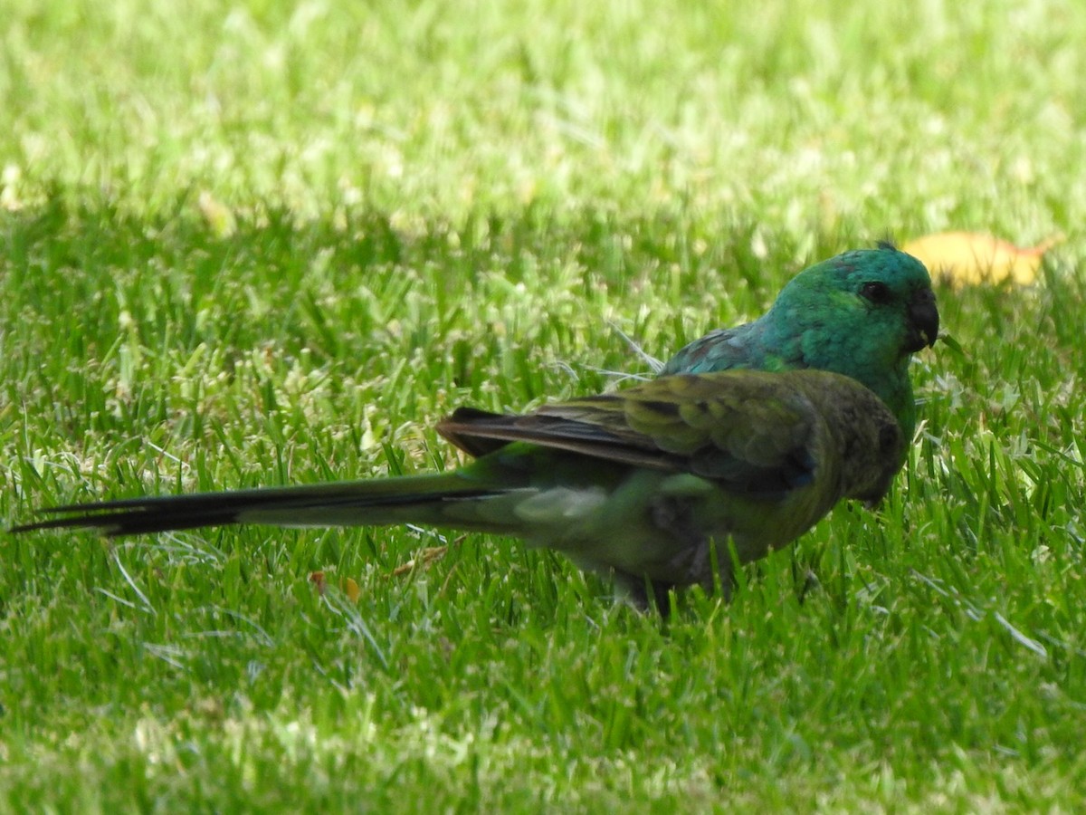 Red-rumped Parrot - ML405905411