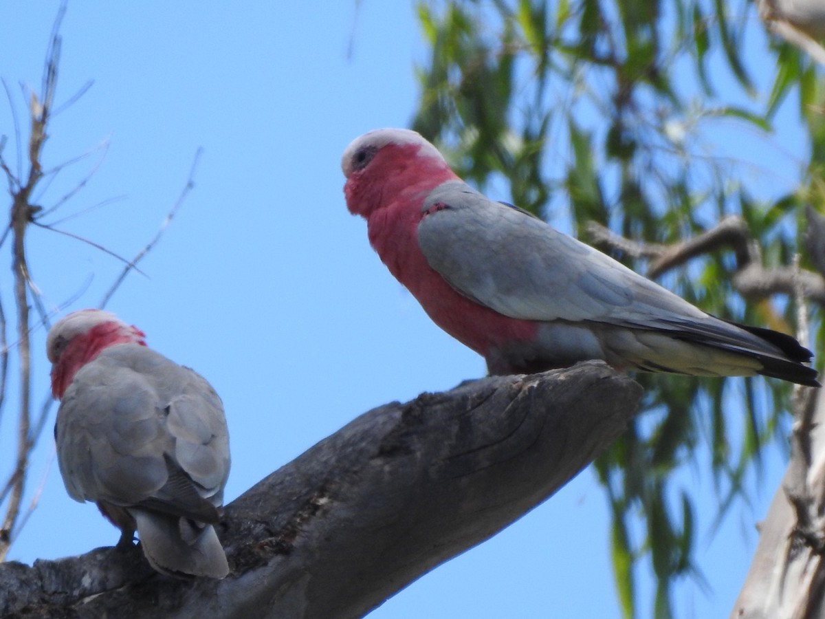 Cacatúa Galah - ML405905781