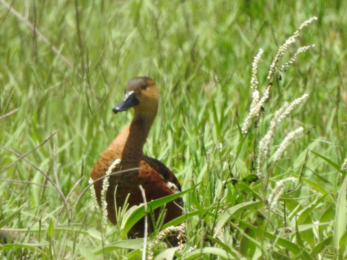 Wandering Whistling-Duck - ML405905861