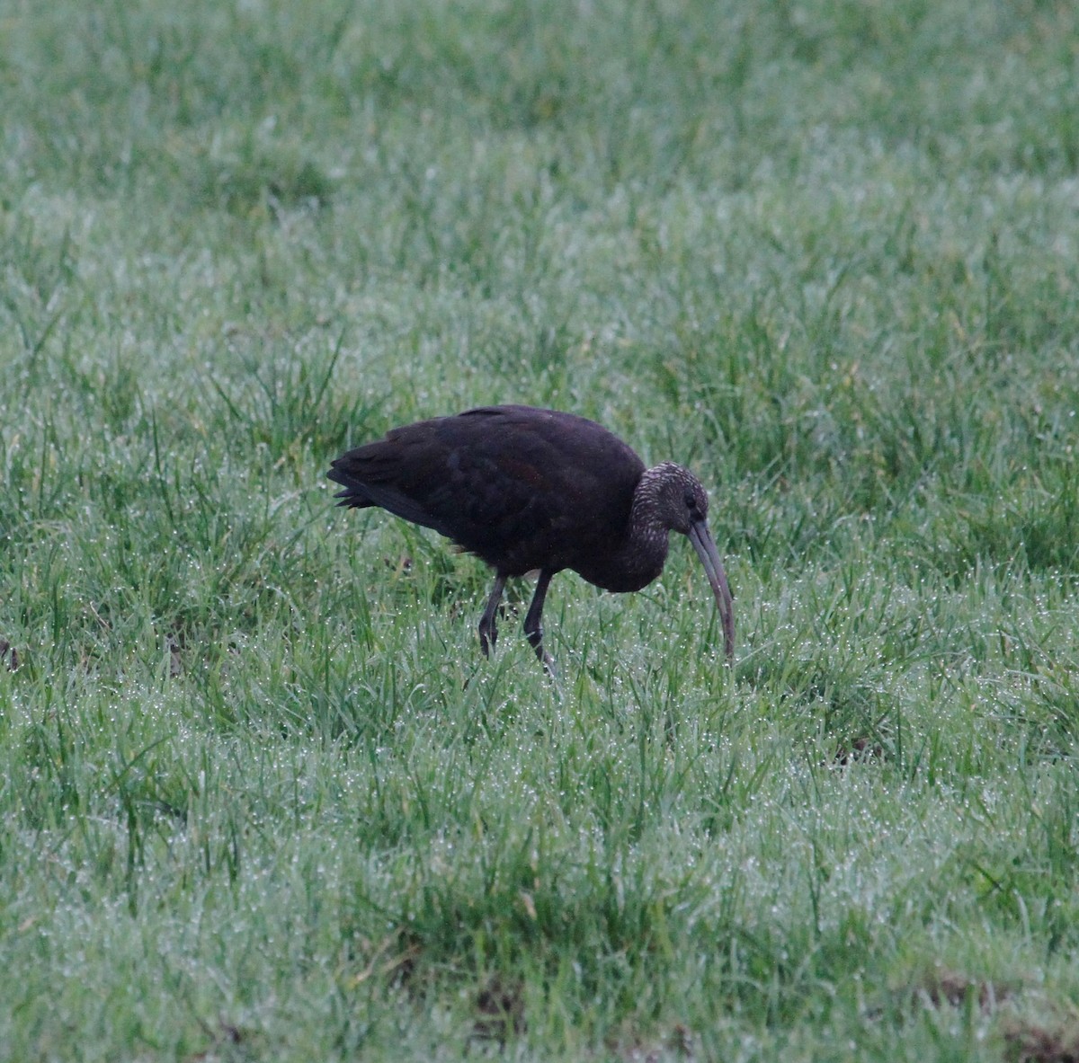 Glossy Ibis - ML405906731