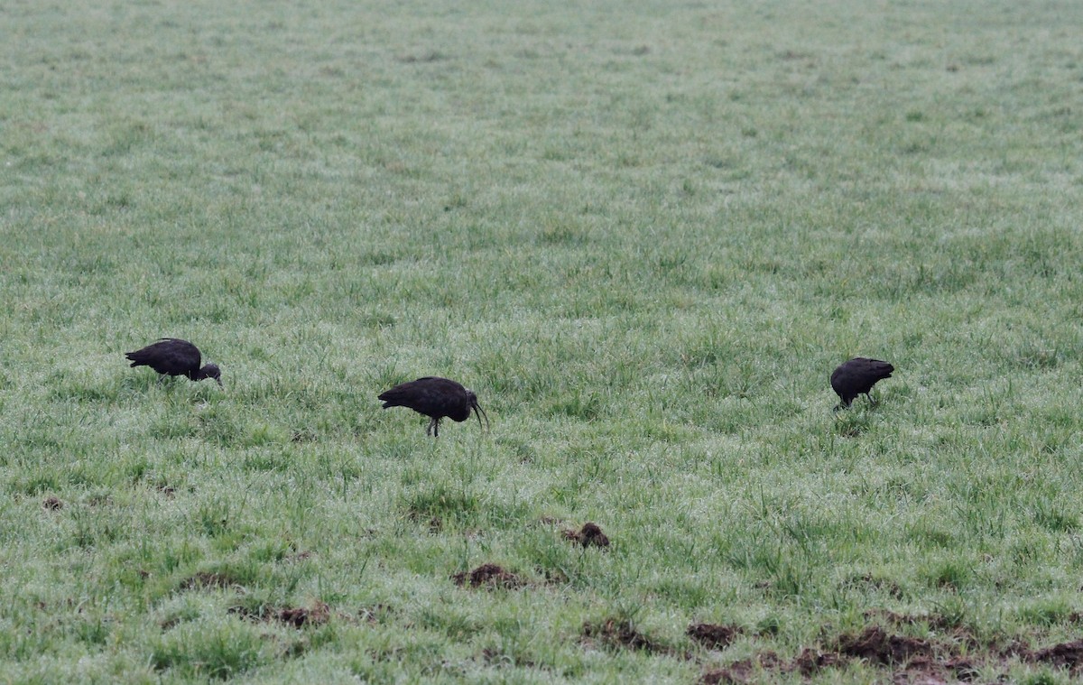 Glossy Ibis - ML405906741