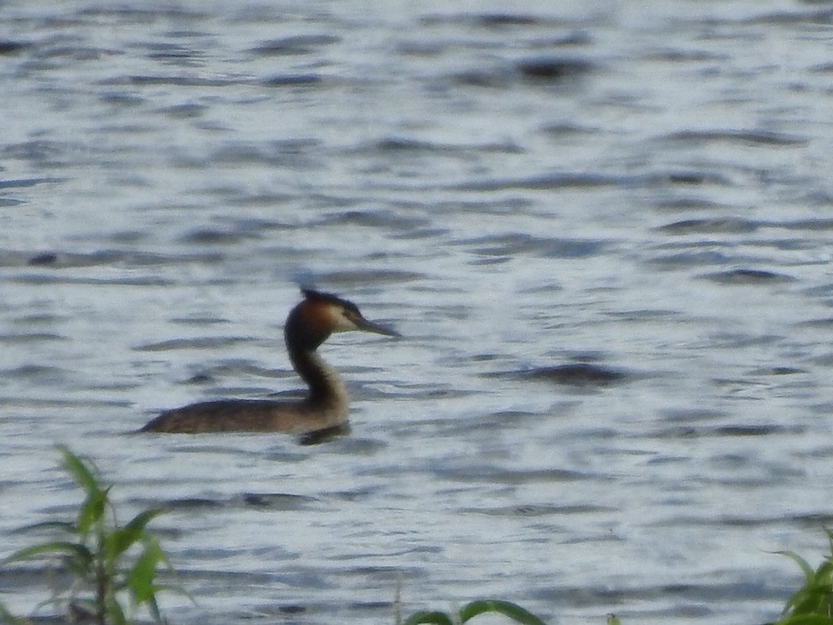 Great Crested Grebe - Scott Fox