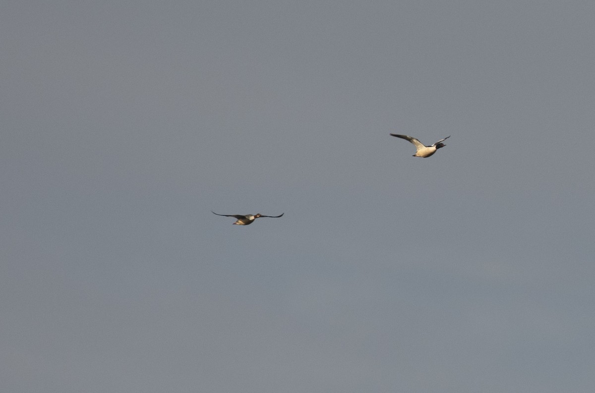 Большой крохаль (merganser/orientalis) - ML405908111
