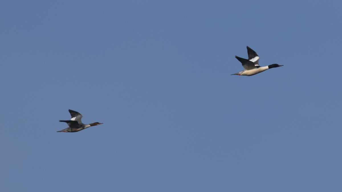 Большой крохаль (merganser/orientalis) - ML405908121