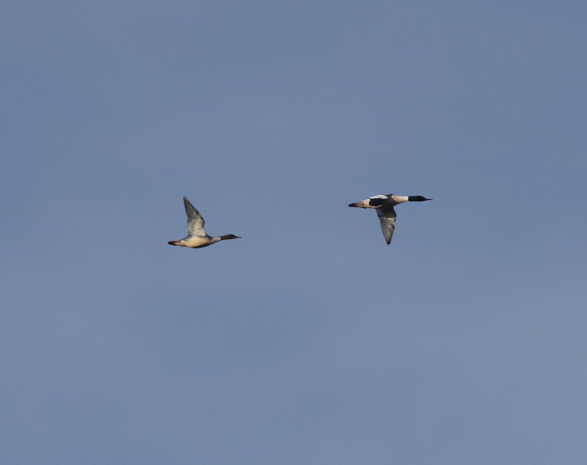 Большой крохаль (merganser/orientalis) - ML405908151