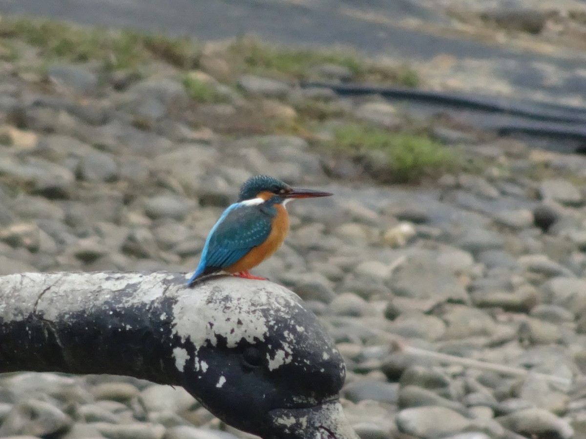 Common Kingfisher - ML405908871