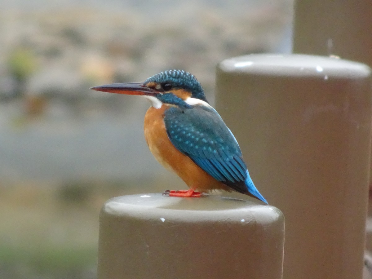 Common Kingfisher - Merganser Man