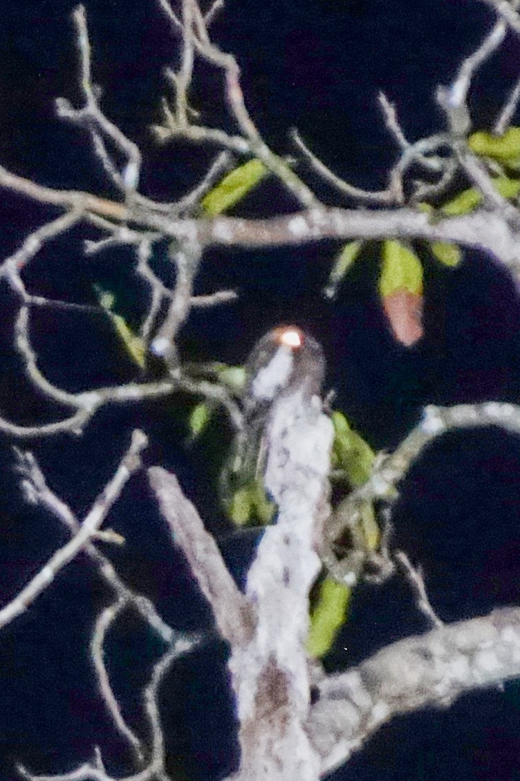 White-winged Potoo - ML405909411