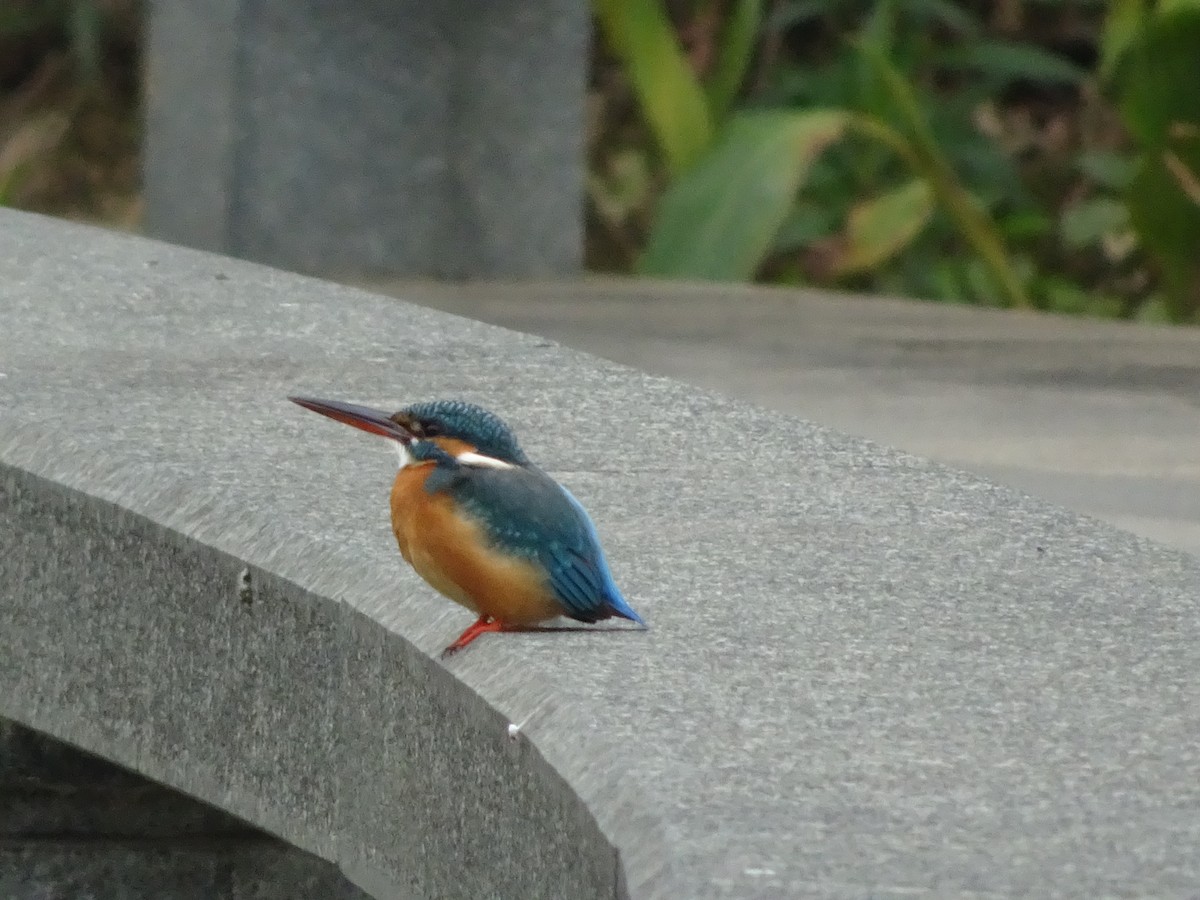 Common Kingfisher - Merganser Man