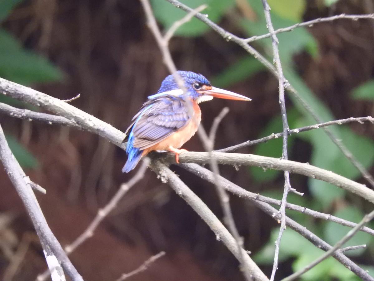 Blue-eared Kingfisher - ML405910291