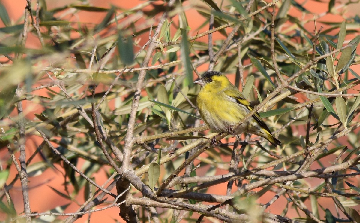 Eurasian Siskin - Luís Santos