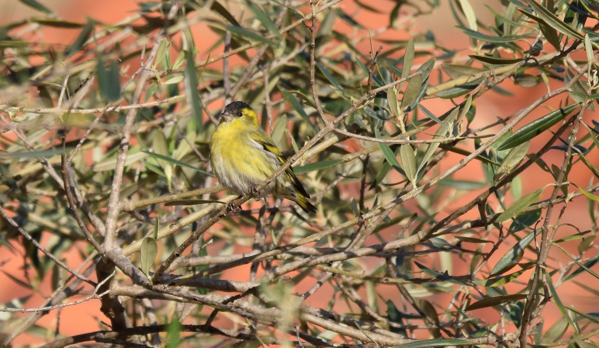 Eurasian Siskin - Luís Santos